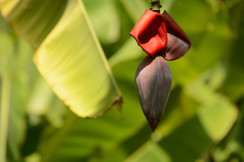 Immer wieder schön anzusehen - Bananenblüte